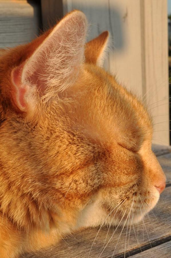 Ferienwohnung Roter Kater Am Nationalpark Eifel Bergbuir Eksteriør bilde